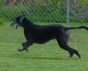 Miller the retired racing greyhound