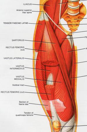 Muscles Of Leg. right thigh muscles.