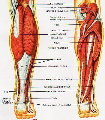 download medizinische